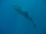 Djibouti - Pinuccio e Doni in immersione con Squalo Balena - 02